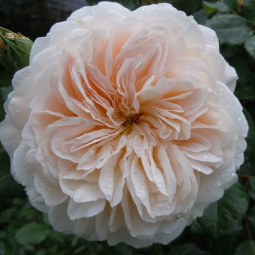 Rozenstruik - Webwinkel - Rosa Crocus Rose - zacht geurende roos - Stamroos - Engelse roos - wit - David Austinbossige kroonvorm - 0